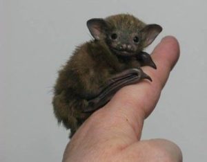 pipistrello domestico