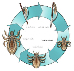 ciclo pidocchi