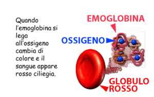 emoglobina