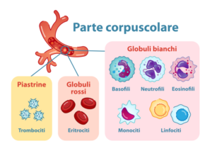 parte corpuscolare