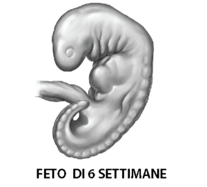 FETO-6-SETTIMANE