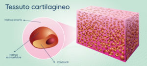 cartilagine-come-e-fatta