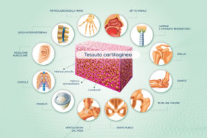 infografica-cartilagine