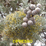 cipresso