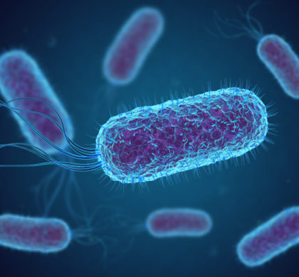 L’infezione da Escherichia coli