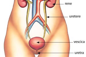 uretere-vescica-reni-urina